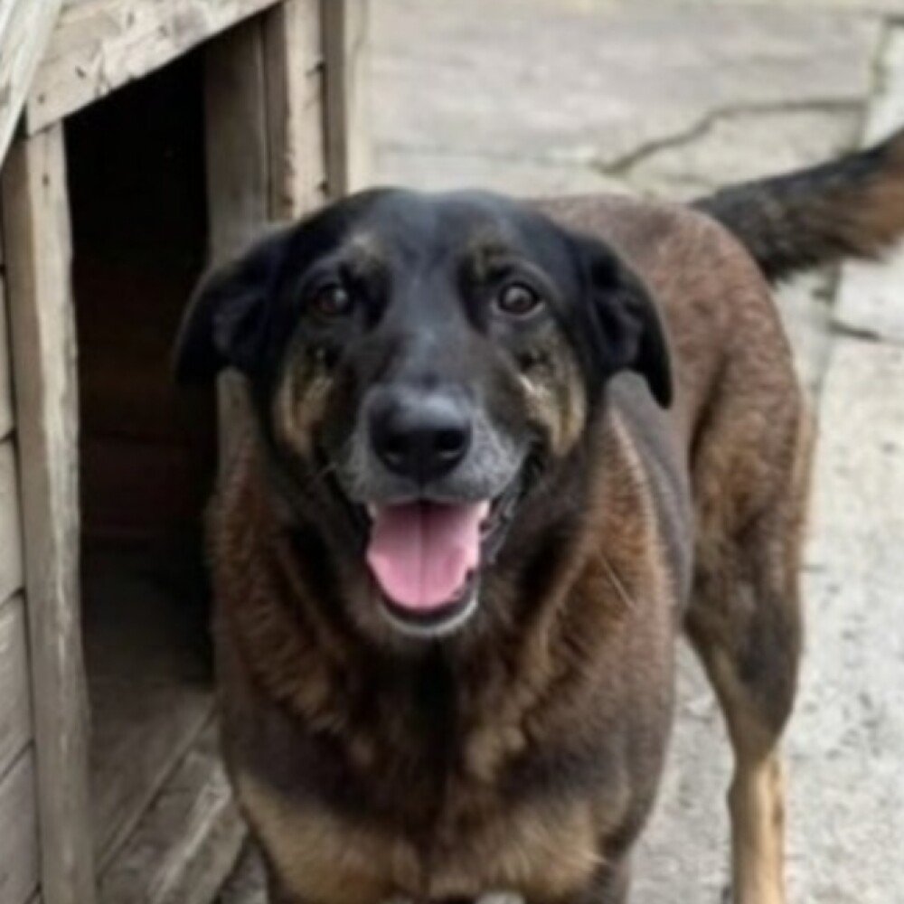 Assassinato do cão Orelha em SC desperta comoção pelo país e cobrança por penas mais duras para crimes contra animais